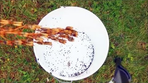 How to Collect and Save Delphinium (Larkspur) Seeds from Flowers