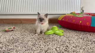 Regality Ragdolls ('A' litter) 10 week old kittens