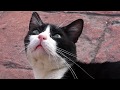仲間のメスを助けた猫！♯7 そして逆毛ビンビンの喧嘩に！汚名返上キター！(ジュニアを保護できるまで)
