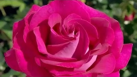 سورة الأعراف (ص - ١٦١) الشيخ محمود علي البنا رحمه الله تعالى ...