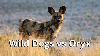 African Wild Dogs vs Oryx