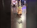Baby Yoda Walking Around Star Wars Celebration
