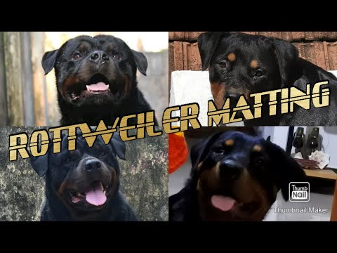 ROTTWEILER MATING || ROTTWEILER SHOW DOG Rottweiler Matting