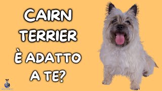 Cairn Terrier: Cosa Sapere by Mondo Cane 990 views 1 year ago 4 minutes, 31 seconds