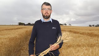 Genetic gains in wheat | Historic wheat trials, Bolgart WA screenshot 5