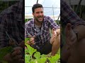 #fiori maschio e femmina della #zucchina: quali mangiare e come riconoscerli? #mattthefarmer #orto