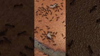Ants VS Maggots - Bring It On!