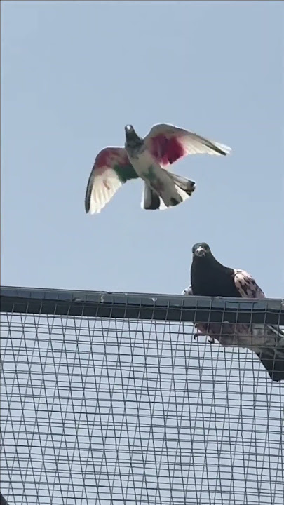 🥵🔥🏆PigeonLandingMadness!KabootarKi Dangerous Flight|#pigeon#kabootarbazi #shorts' Jawadali Kabutar