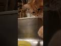 水遊びはいいけど頭からツッコまなくても､､､