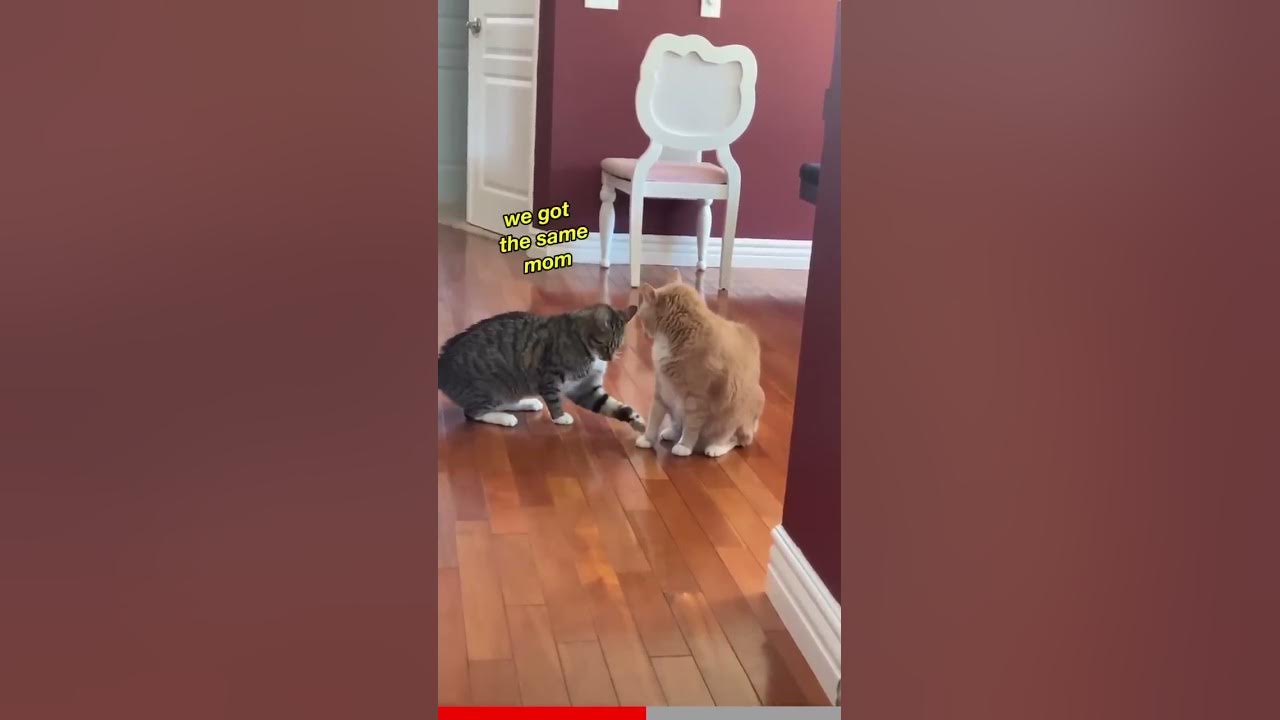 When my cats fight… #shorts