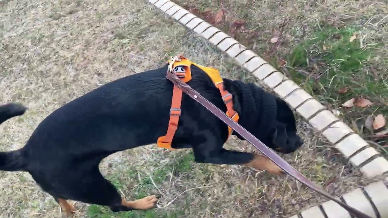 【ワンコと行ける神社へ初詣と二色浜へお散歩】