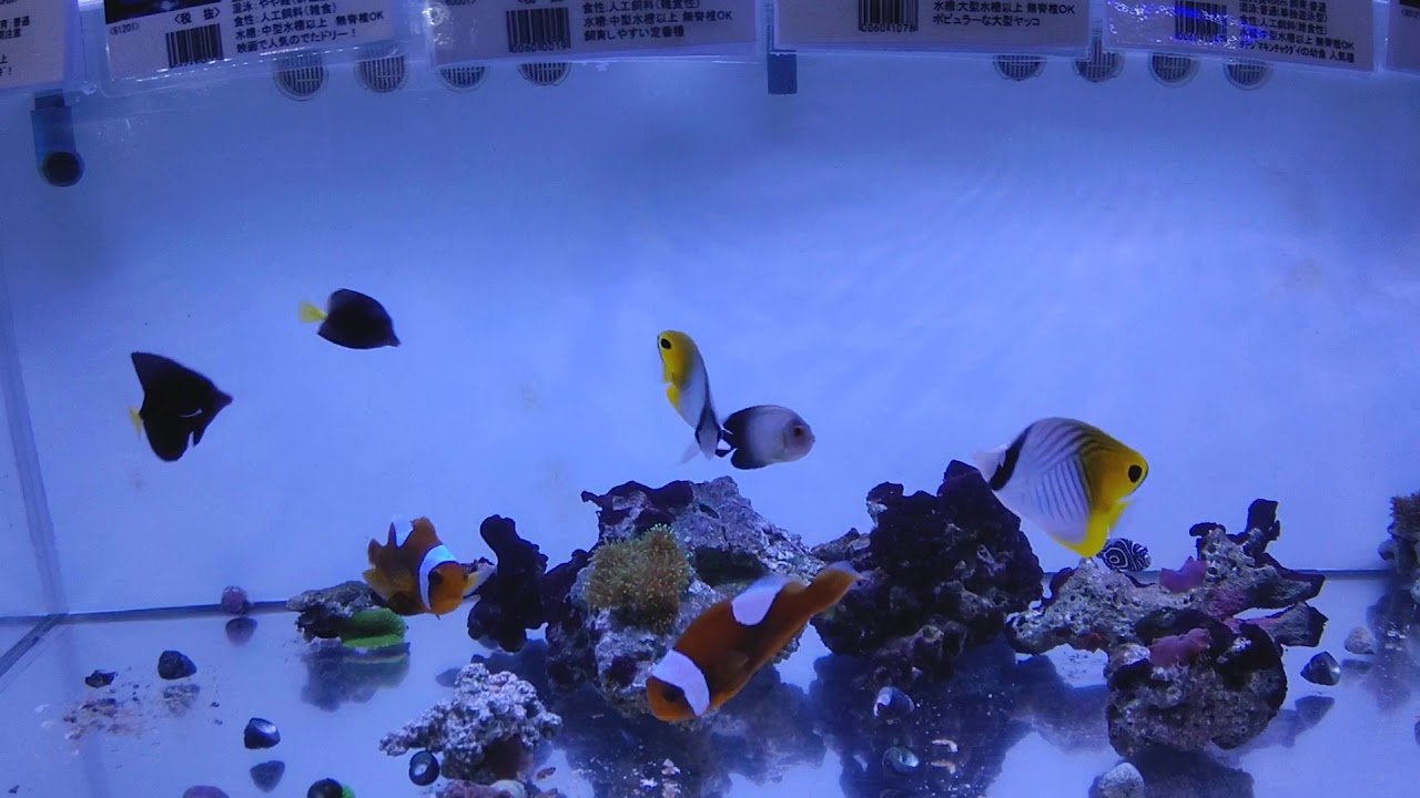 2 6 土 おすすめ情報 アクアペット大分 大分県大分市の熱帯魚ショップ アクアペット 小倉 佐賀 長崎 大分 2 6 土 おすすめ情報 アクアペット大分 大分県大分市の熱帯魚ショップ アクアペット 小倉 佐賀 長崎 大分