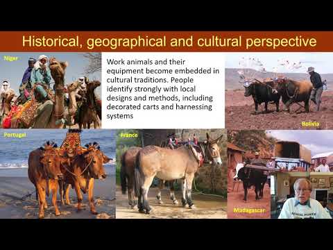Video: Draft animal oxen: historical necessity and modern need