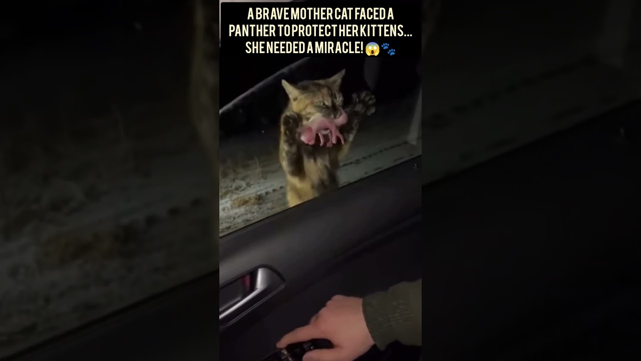 A Brave Mother Cat Faced A Panther To Protect Her Kittens... She Needed A Miracle! 😱🐾