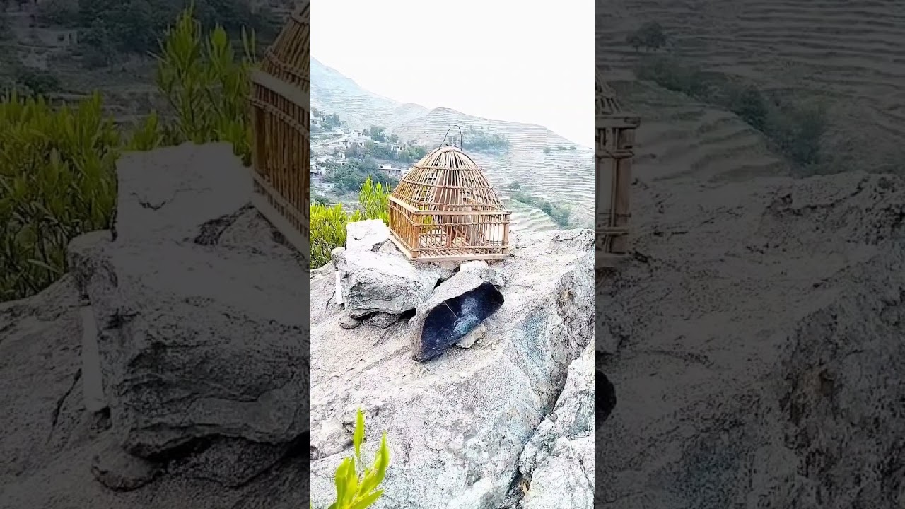 chakor sound/چکور کی۔ اواز 