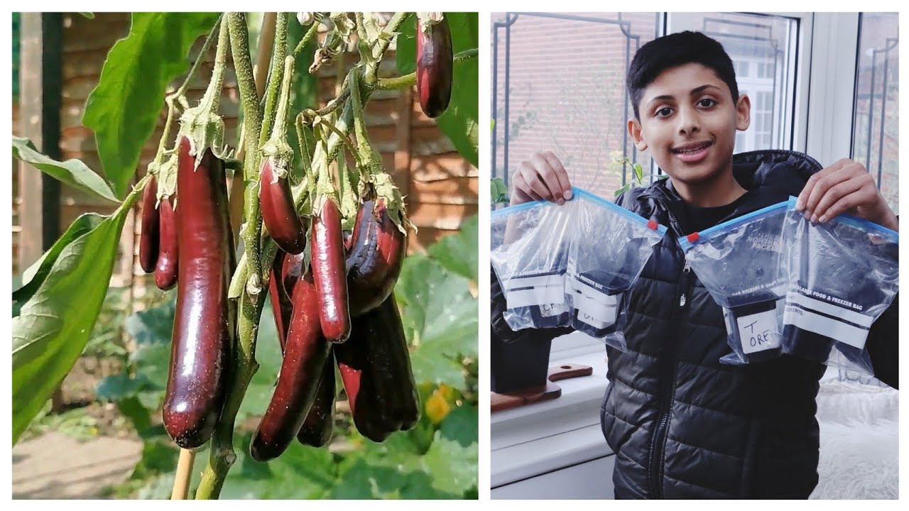 Семена для начинающих - Как вырастить баклажан (Бринджал) Эпизод 1