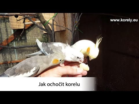 Video: Jak Učit Korela