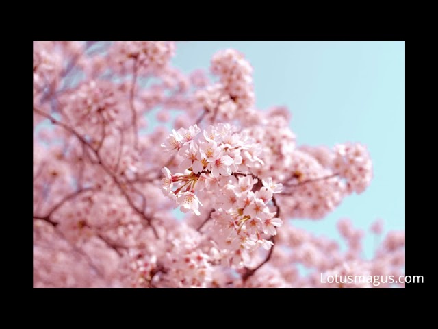 Cherry Blossom Symbolism - Meaning(About Life, Love, etc) class=