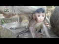 Life of monkeys Ep71, baby monkey with mom, baby monkey running, baby mo...