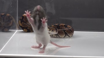 Sneaky Snake Creeps Up On A Rat - Warning Live Feeding