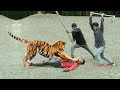 Tiger Attack Man in Forest | Royal Bengal Tiger Attack Fun Made Movie part 3