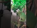 Chameleon   before eating mealworms   22082020