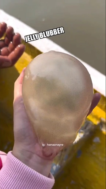 Can it be made into jam like in the spongebob movie? #fish #jellyfish #jellyfish #observation