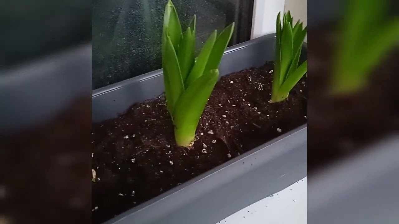 Scilla peruviana / Сцилла перуанская