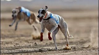 2024 Local Arabic Saluki Male Race Championship 2.5km distance (February 24,2024) by SALUKI RACE  10,082 views 2 months ago 2 minutes, 49 seconds