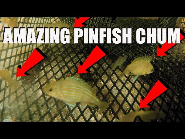 Gopro Inside Pinfish Trap, AMAZING Chum Mix For Baitfish 