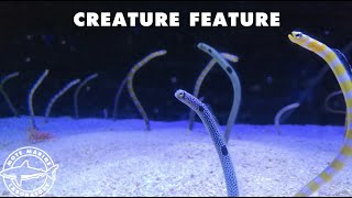 Creature Feature | Garden Eels