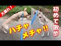 超怖がり野犬「貴太郎くん」と初散歩！初めて野犬を散歩に連れ出すコツと心構