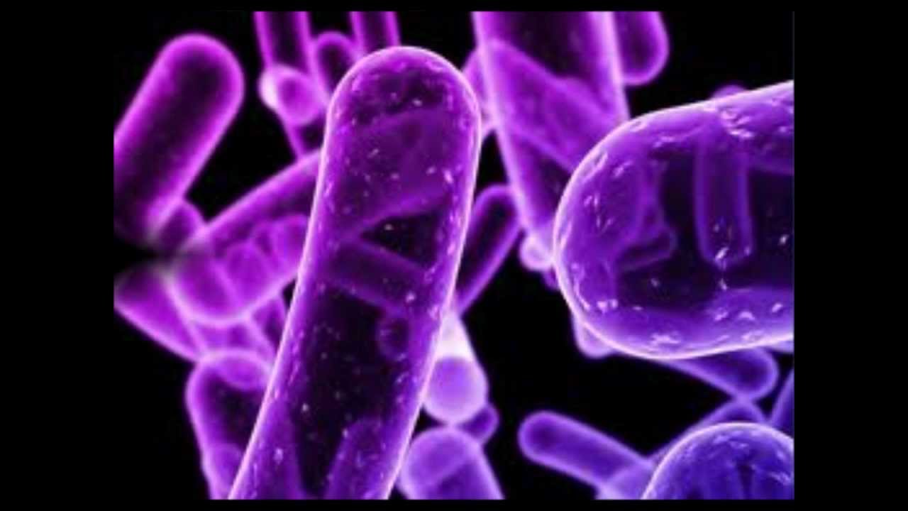 Микробио. Анаэробные бациллы. Бациллы аэробы. Пурпурные фотосинтезирующие бактерии. Анаэробы микробиология.