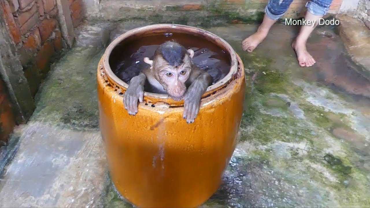 Dodo Surprise To Diving And Swimming With New Pool