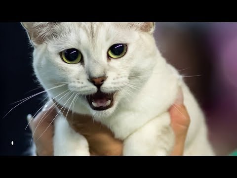 Die 10 Seltensten Katzenrassen der Welt!
