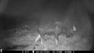 Maine Moose October 2020