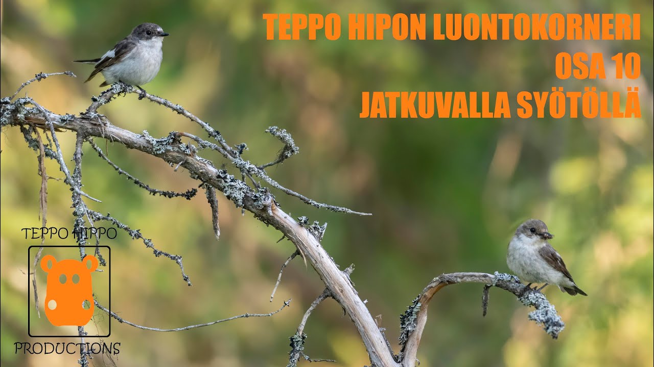 Teppo Hipon Luontokorneri, osa 10, Jatkuvalla syötöllä