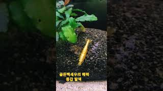 갑빠말고 등갑 쩌는 골든백새우. 새우키우기 매력