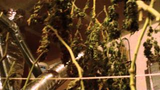 HARVEST UPDATE AND TRMMING SUCKS!!!