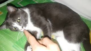 Annoying my cat while she's sleeping by Smoky & Animals 86 views 3 months ago 49 seconds