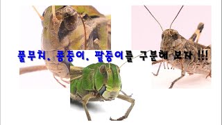 (곤충의 이해) 콩중이, 팥중이, 풀무치 구분하기