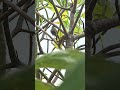 A Talkative Long-Tailed Shrike