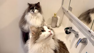 Norwegian Forest Cat Personality Analysis by Talking weegieTV Richard 3,557 views 8 months ago 5 minutes, 20 seconds