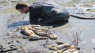 Amazing Giant Geoduck Clams Catching and Processing Skills  Fastest Monster Clams Digging Skill