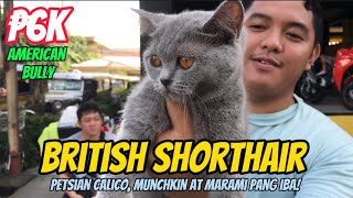 British Shorthair | Obando Pet Market | August 23, 2023