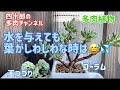 【多肉植物】【ガーデニング】