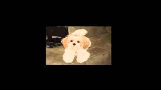 Affordable Pups Reviews