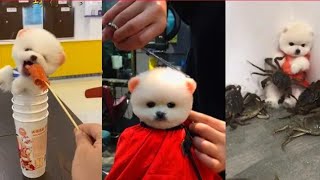 Забавный и милый шпиц # 9 # 😍 cute and funny Pomeranian dogs 😍.
