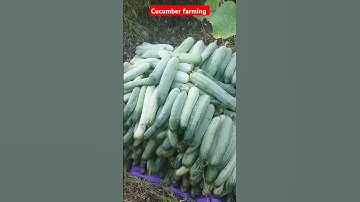 how to grow cucumber farming | cucumber farming in india