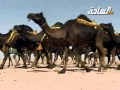 جديد 2013 مرجحات منقية الشيخ عجاب فرج حنيان الحنتوشي العتيبي جديد 2013 مرجحات منقية الشيخ عجاب فرج حنيان الحنتوشي العتيبي